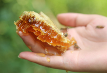 蜂蜜|为什么蜂蜜吃起来有点苦