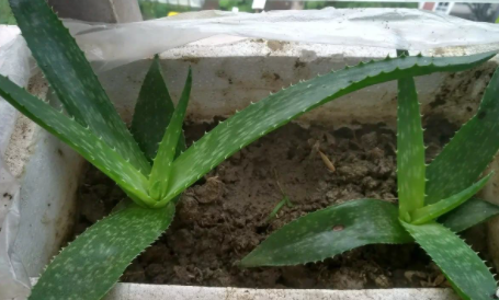 芦荟|新鲜芦荟榨汁能直接喝吗