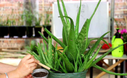 芦荟|新鲜芦荟榨汁能直接喝吗