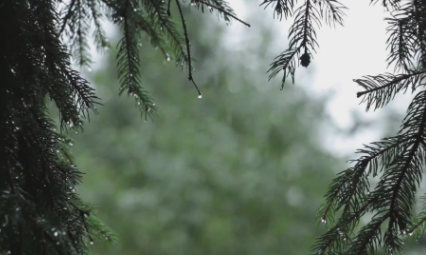 雨水|雨水可以存起来浇花吗