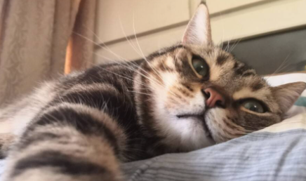 猫|猫自己在家三天没事吧