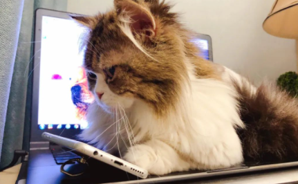 猫|猫自己在家三天没事吧