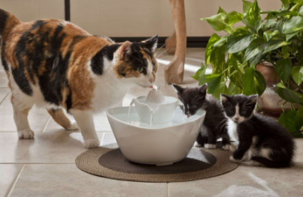 猫咪|猫咪可以喝凉白开吗