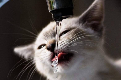 猫咪|猫咪可以喝凉白开吗