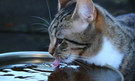 猫咪|猫咪可以喝凉白开吗