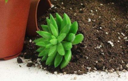 花盆|花盆里有湿虫怎样除掉