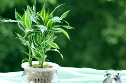 水培绿植|水培绿植多久换水
