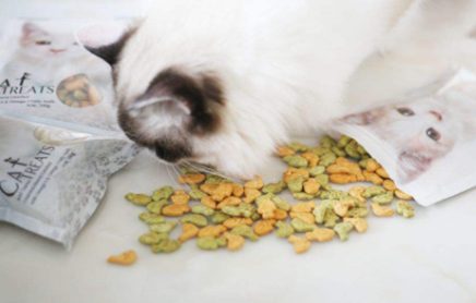 猫粮|没有猫粮可以给猫咪喂什么