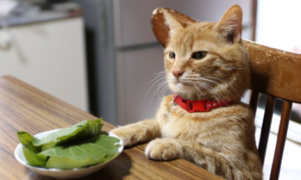 猫粮|没有猫粮可以给猫咪喂什么