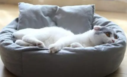 猫窝|新的猫窝猫如何适应