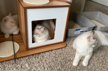 猫窝|新的猫窝猫如何适应