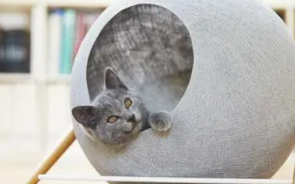 猫窝|新的猫窝猫如何适应