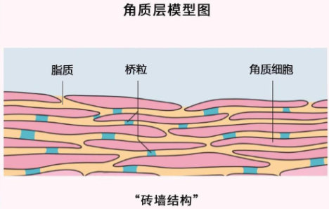 角质层|角质层薄怎么修复增厚