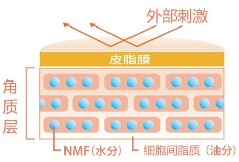 角质层|角质层薄怎么修复增厚