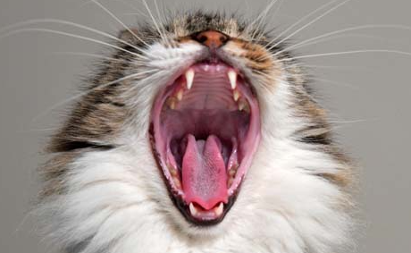 猫咪|猫咪吃鸡胸肉多久一次