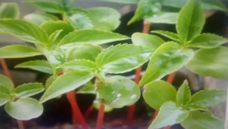 花叶|花叶焦边是什么原因