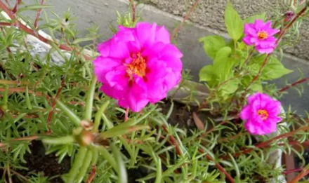 花|花里的蚂蚁怎么处理