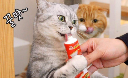 猫|猫一点盐都不能吃吗