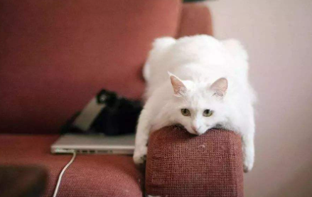 猫咪|怎么教育猫咪不抓沙发
