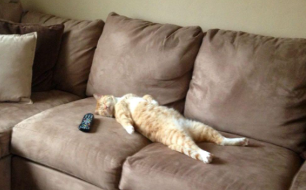 猫咪|怎么教育猫咪不抓沙发