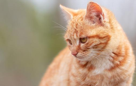 猫咪|怎么教育猫咪不抓沙发