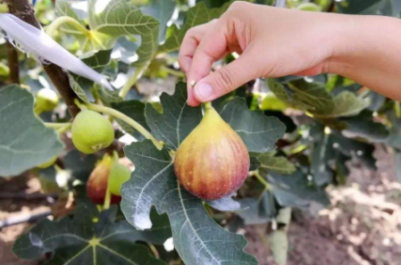 无花果|新鲜无花果上火还是去火