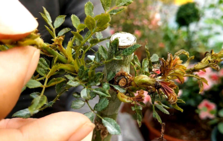 植物|植物僵苗怎么办