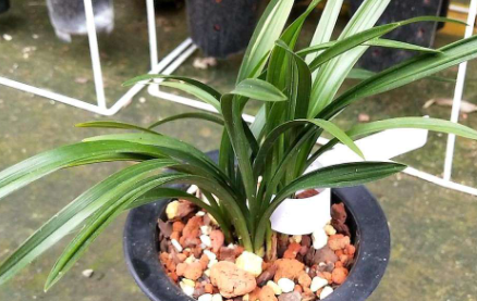 植物|植物僵苗怎么办