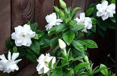 栀子花|栀子花从下往上黄叶是怎么回事