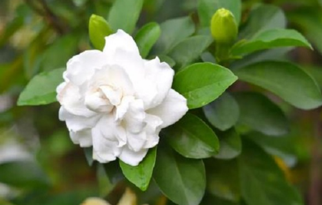 栀子花|栀子花从下往上黄叶是怎么回事