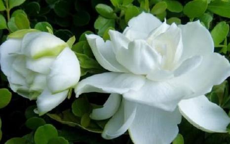 栀子花|栀子花从下往上黄叶是怎么回事
