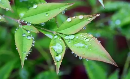 雨水|2022雨水节气会下雨吗