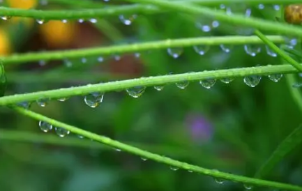 雨水|2022雨水节气会下雨吗