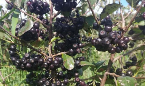 黑果花楸|2022年黑果花楸收完了不给钱