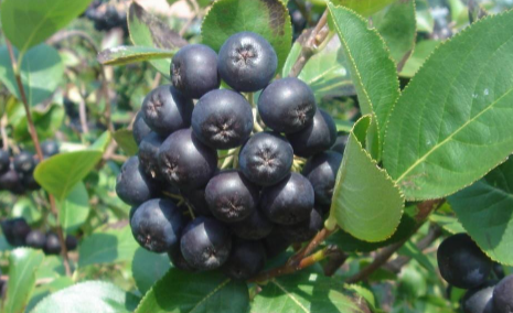 黑果花楸|2022年黑果花楸收完了不给钱