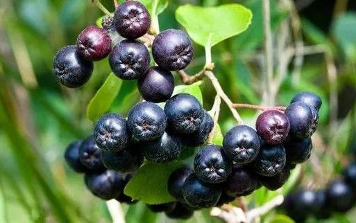 黑果花楸|黑果花楸吃多了会中毒吗