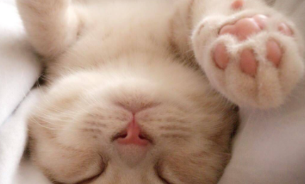 猫咪|猫咪脚垫热是什么原因