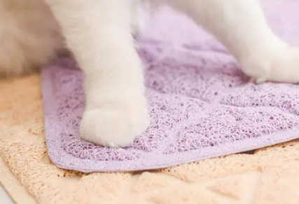 猫咪|猫咪脚垫热是什么原因