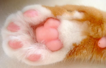 猫咪|猫咪脚垫热是什么原因