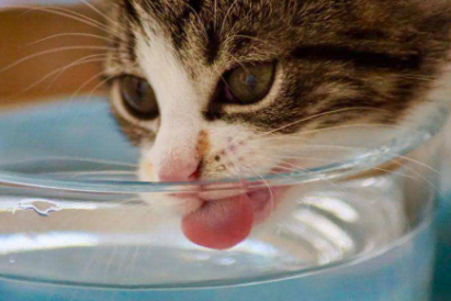 猫咪|猫咪吃蜂蜜会死吗
