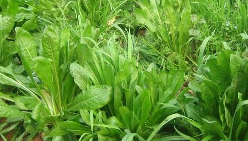 菊苣|菊苣是什么样子图片