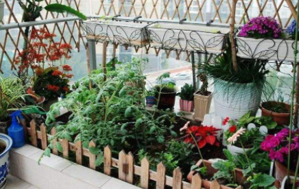 花肥|家里用什么可以做花肥