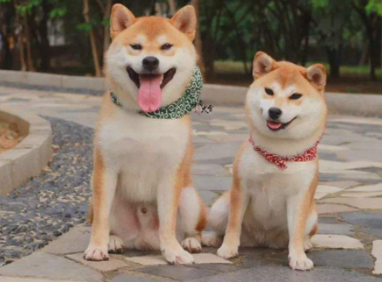 柴犬|如何看柴犬是不是纯种