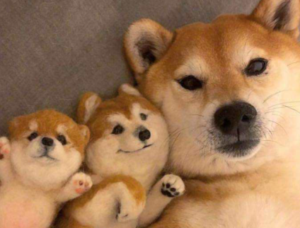柴犬|如何看柴犬是不是纯种