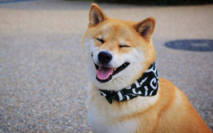 柴犬|如何看柴犬是不是纯种