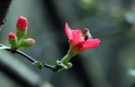 躲春|躲春可以做美甲吗