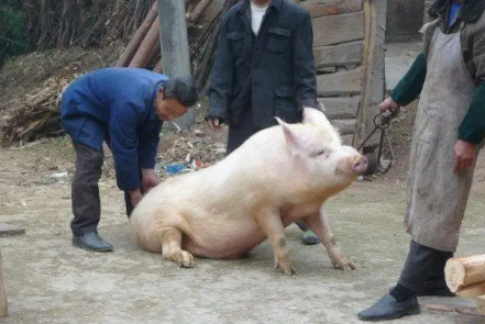 过年|2022年过年什么时候杀猪好
