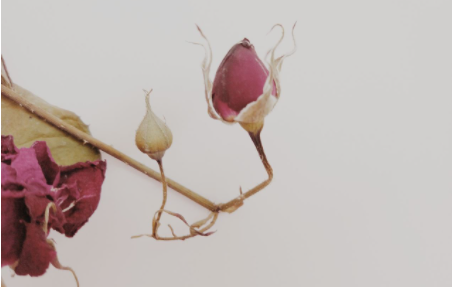 花|枯了的花怎么救活