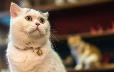 猫咪|猫咪眼屎为什么是绿色的