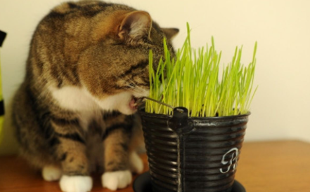 猫草|猫草用什么种的比较好